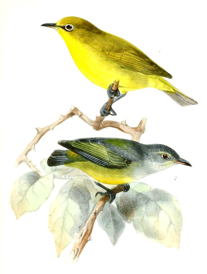 Zosterops palpebrosus siamensis & Dicaeum trigonostigma 1876