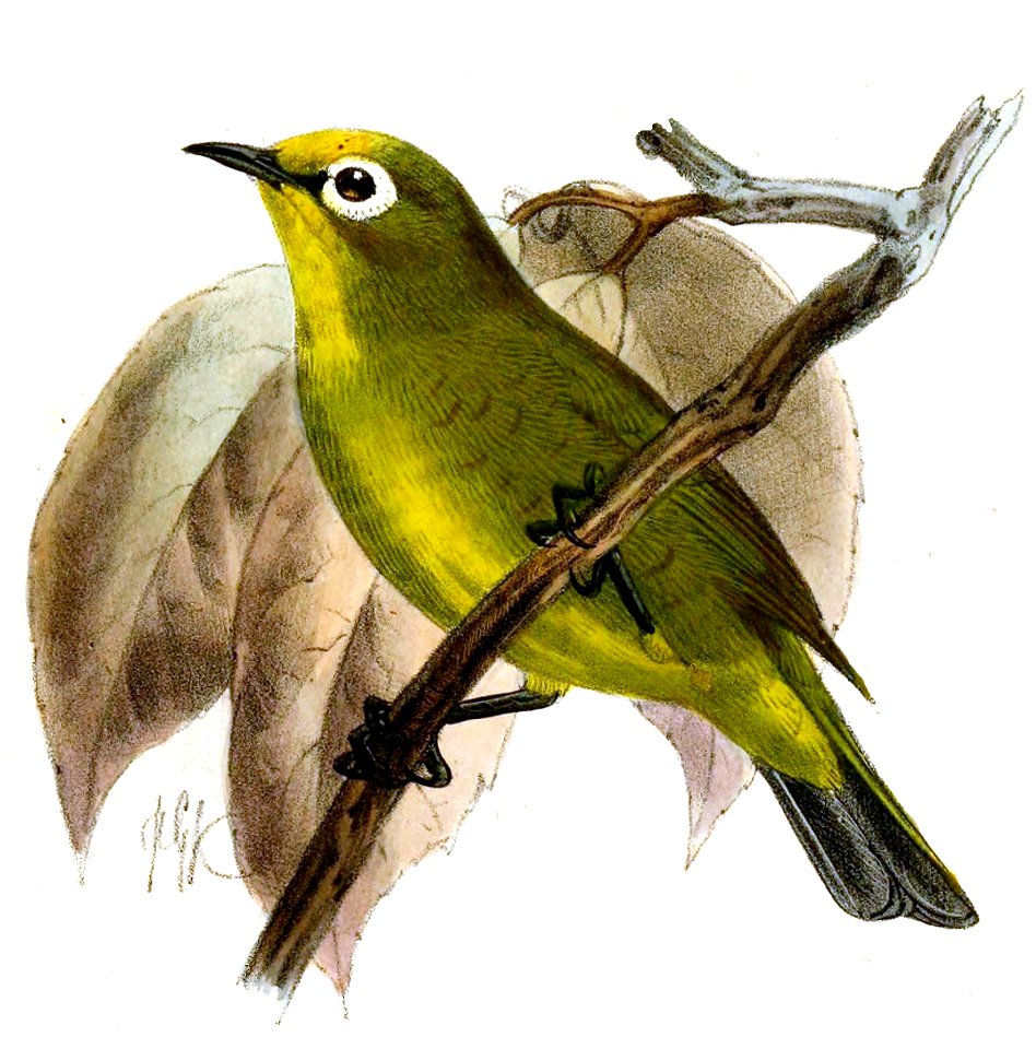 Zosterops kikuyuensis Keulemans