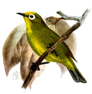 Zosterops kikuyuensis Keulemans