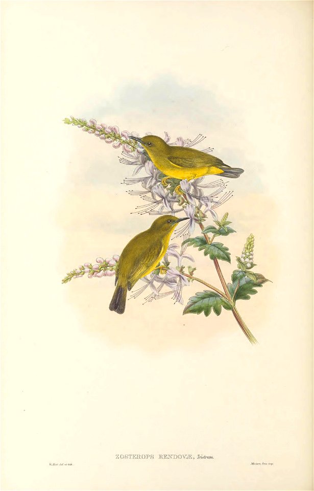 Zosterops rendovae - The Birds of New Guinea