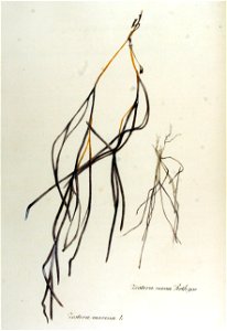 Zostera marina — Flora Batava — Volume v12