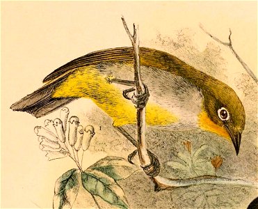 Zosterops everetti babelo 1898