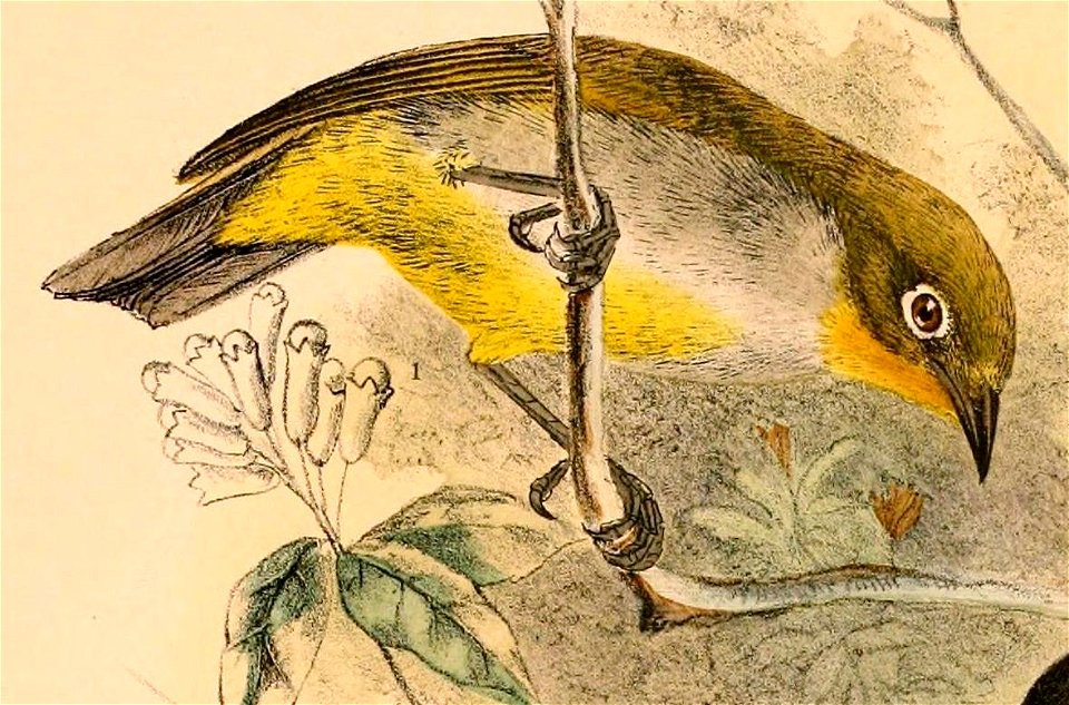 Zosterops everetti babelo 1898 (cropped)
