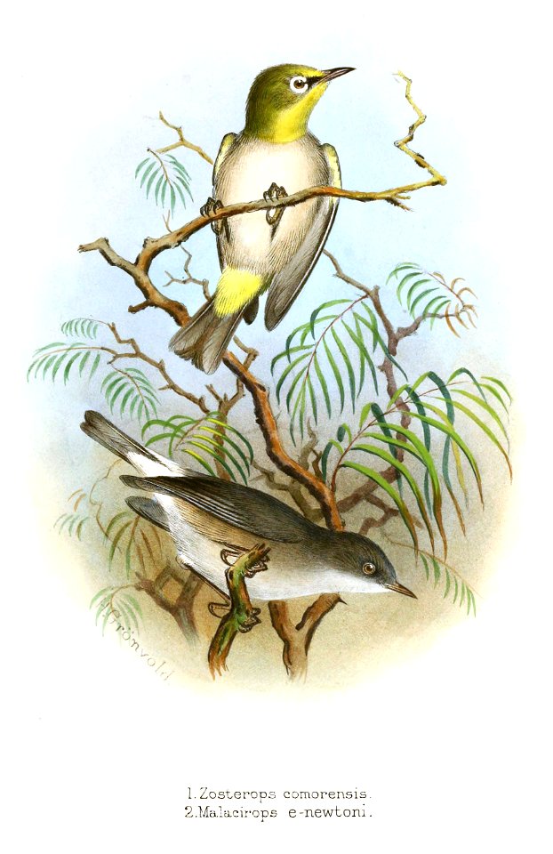 Zosterops Malacirops Gronvold