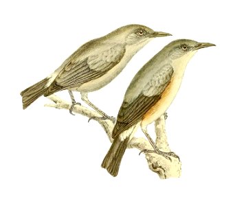Zosterops borbonicus 1868