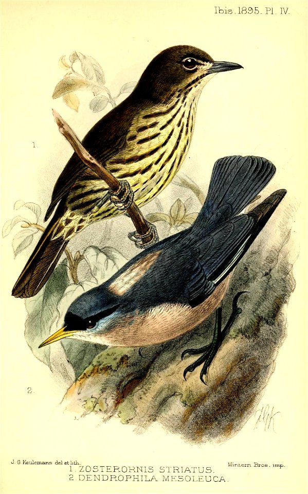 Zosterornis-DendrophilaKeulemans