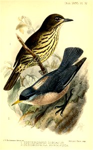 Zosterornis-DendrophilaKeulemans