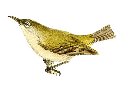 Zosterops olivaceus 1868