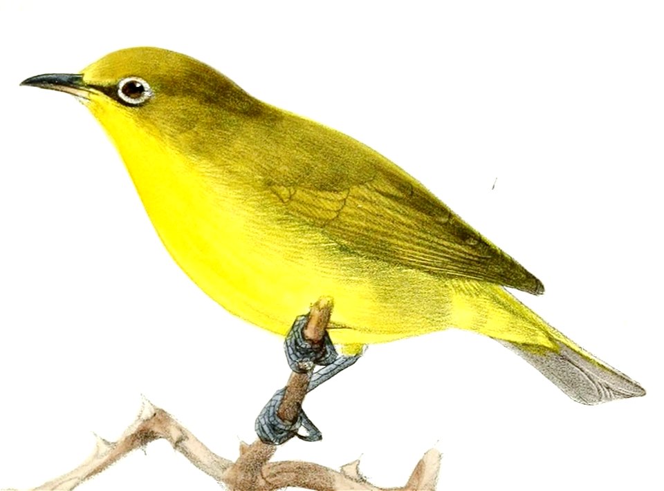 Zosterops palpebrosus siamensis 1876