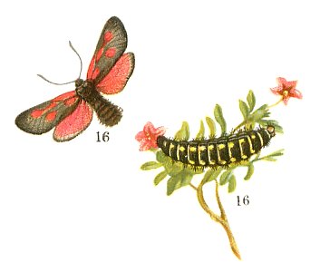 Zygaena exulans - Lampert 02