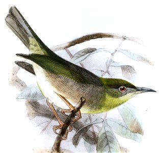 Zosterops inornatus Keulemans