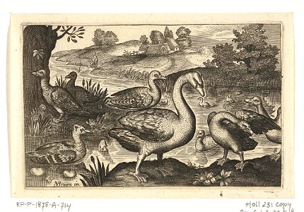 Zwaan en ganzen en eenden