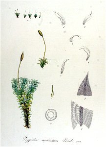 Zygodon viridissimus — Flora Batava — Volume v14. Free illustration for personal and commercial use.