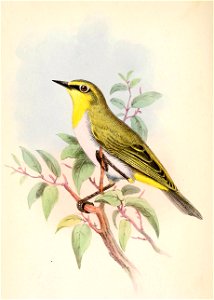 Zosterops poliogastrus poliogastrus 1861