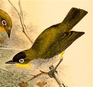 Zosterops atrifrons subatrifrons 1898