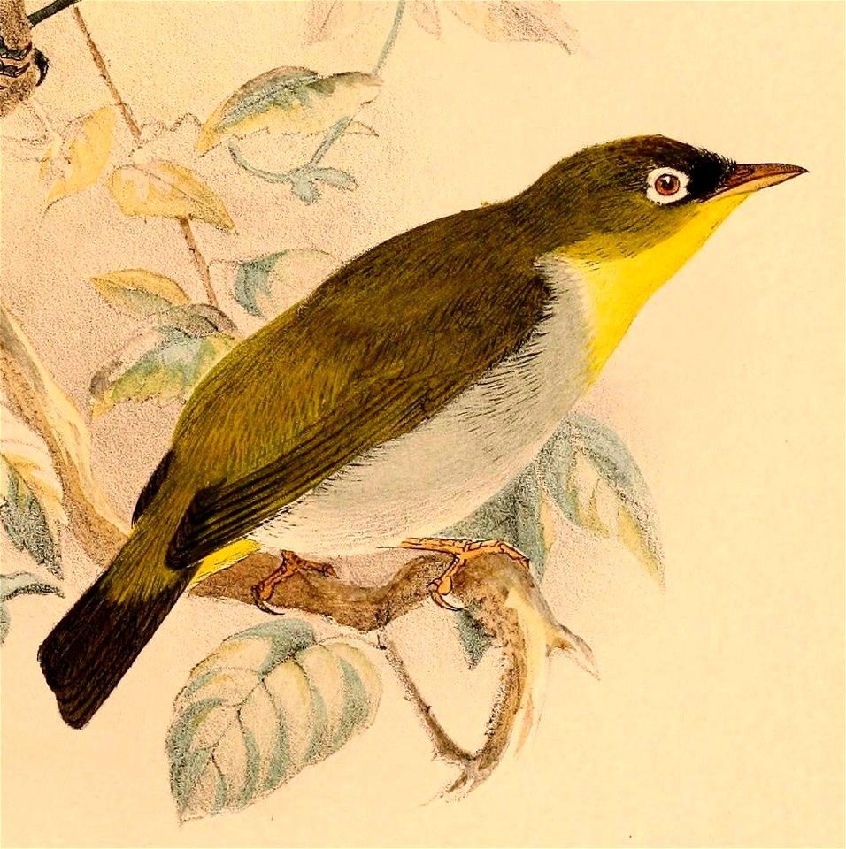 Zosterops nehrkorni 1898