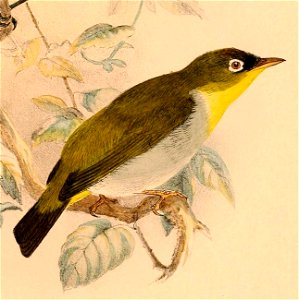 Zosterops nehrkorni 1898