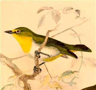 Zosterops montanus obstinatus 1898