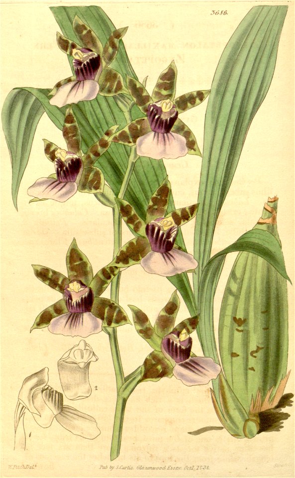 Zygopetalum maxillare (as Zygopetalon maxillare) - Curtis' 65 (N.S. 12) pl. 3674 (1839)