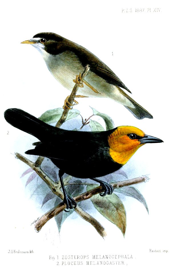 ZosteropsPloceusKeulemans