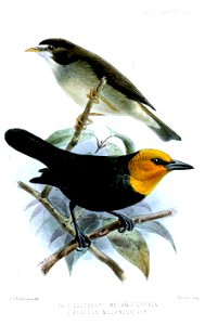 ZosteropsPloceusKeulemans