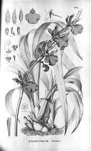 Zygopetalum maculatum (Zygopetalum mackayi) - Fl.Br.3-5-104. Free illustration for personal and commercial use.