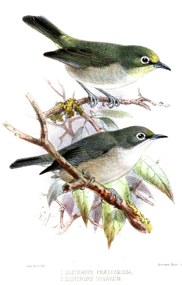 ZosteropsKeulemans
