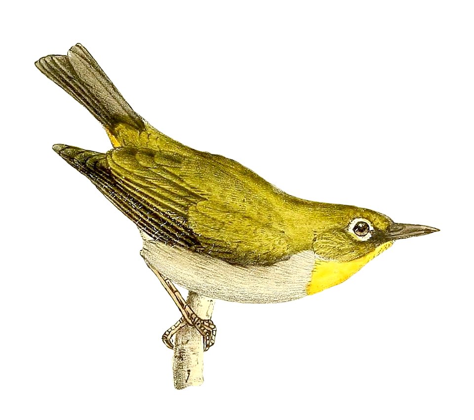 Zosterops maderaspatanus 1868
