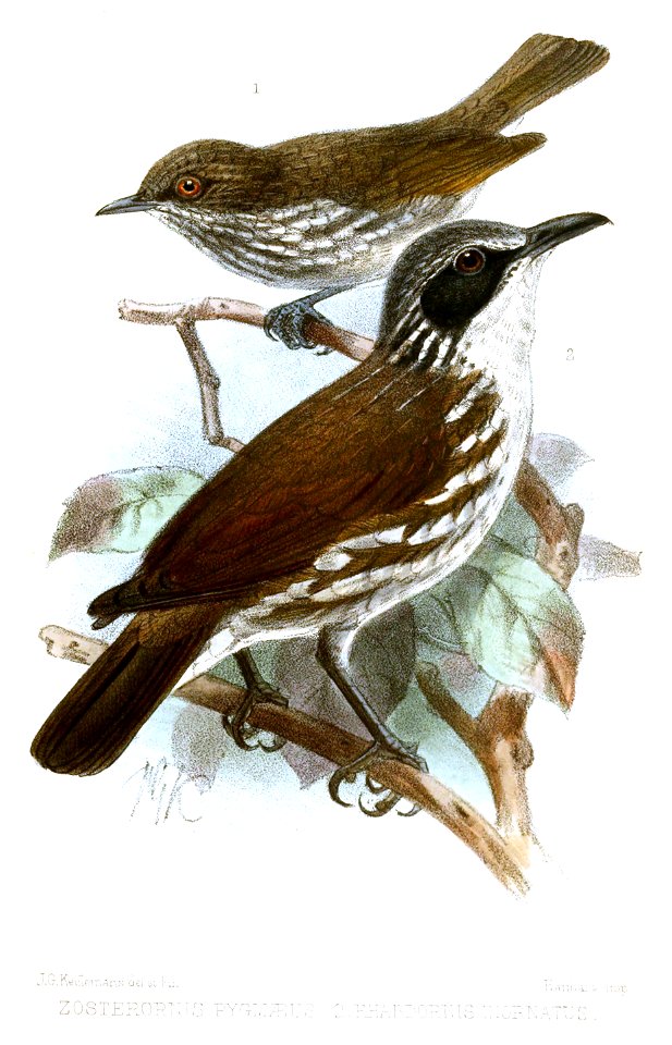 ZosteronisRhabdornisKeulemans