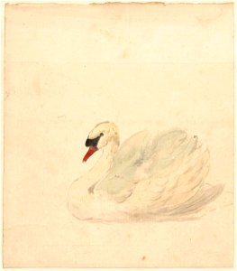 Zwaan