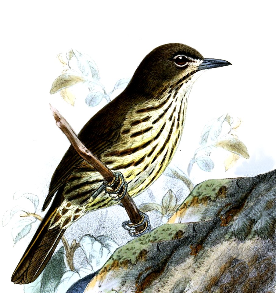 Zosterornis striatus Keulemans
