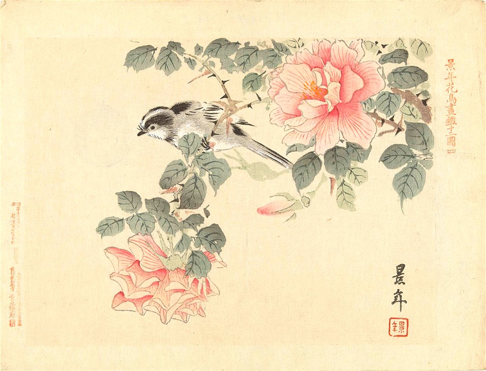Zwart-wit vogeltje tussen roze rozen