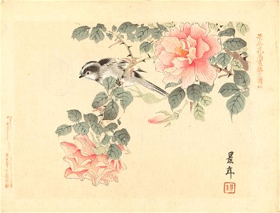 Zwart-wit vogeltje tussen roze rozen