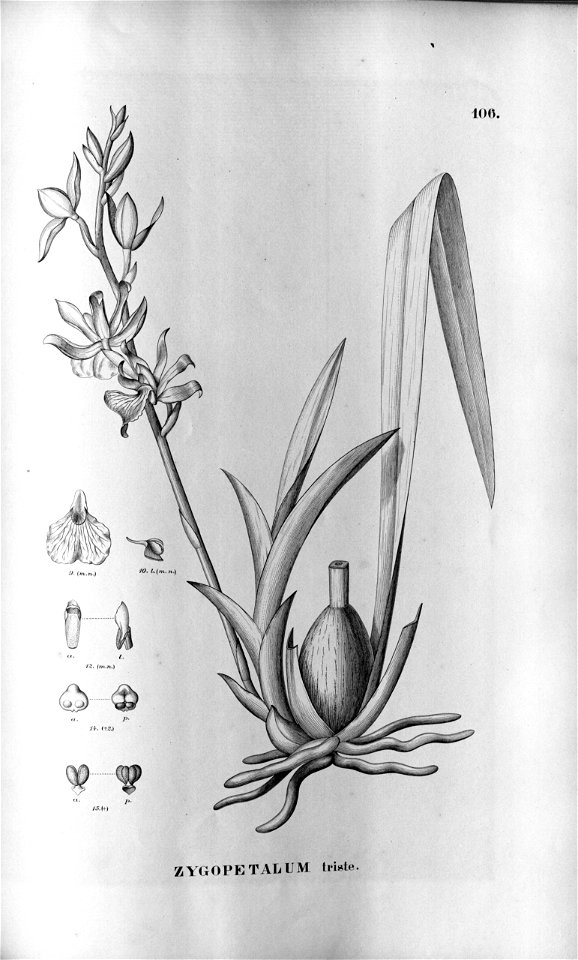 Zygopetalum triste - Fl.Br.3-5-106