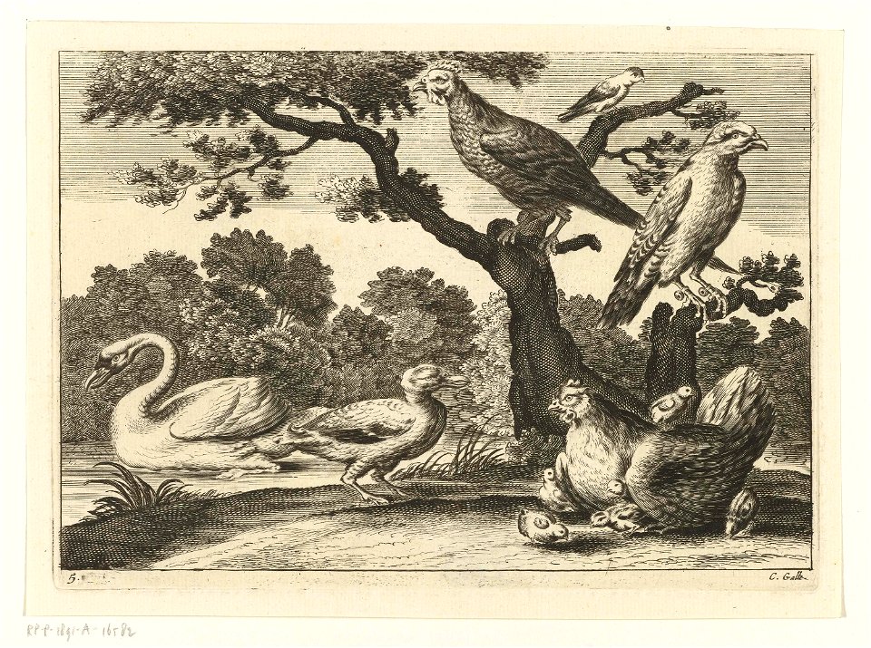 Zwaan, kip met kuikens en andere vogels