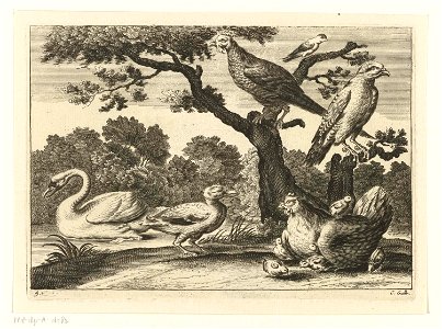 Zwaan, kip met kuikens en andere vogels