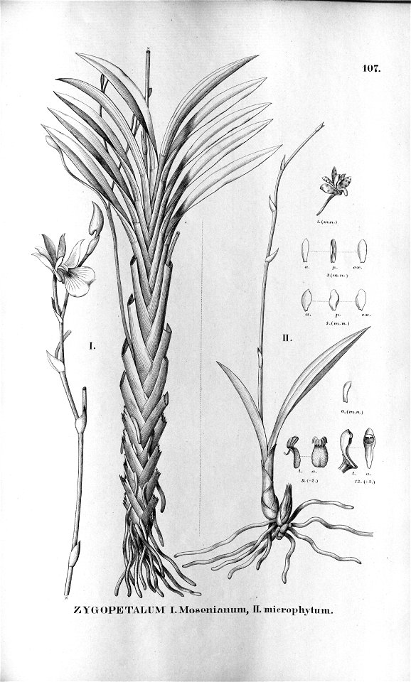 Zygopetalum pedicellatum (as Zygopetalum mosenianum) - Zygopetalum microphytum - Fl.Br.3-5-107