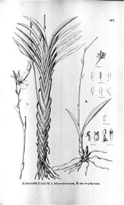 Zygopetalum pedicellatum (as Zygopetalum mosenianum) - Zygopetalum microphytum - Fl.Br.3-5-107. Free illustration for personal and commercial use.