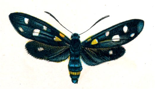 Zygaena coronillae par Nemos