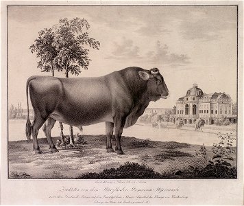Zuchtstier von dem Mürzthaler Stamm aus Steyermark