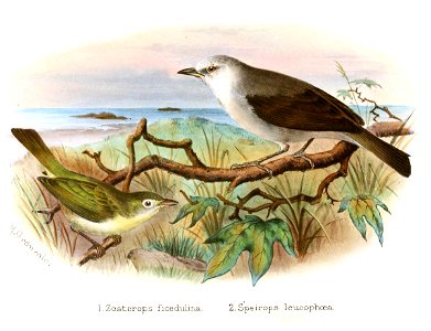 Zosterops Speirops Gronvold