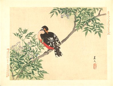 Zwart-rode vogel