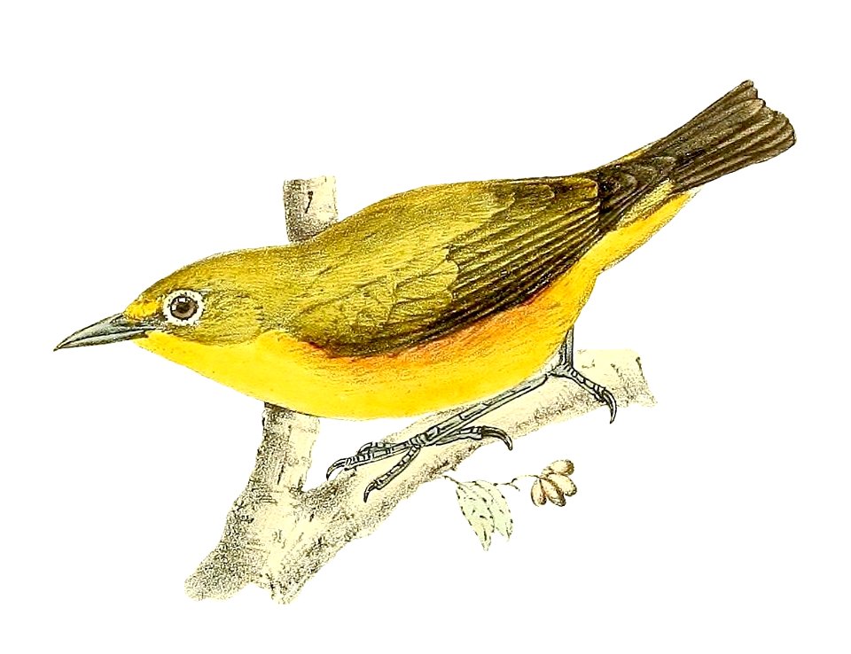 Zosterops mayottensis 1868