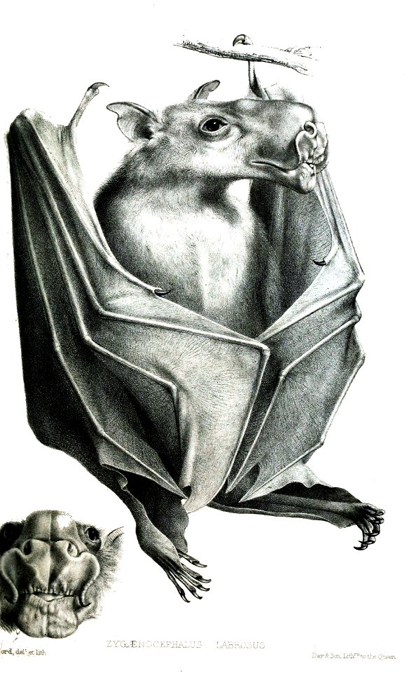 ZygaenocephalusLabrosusFord