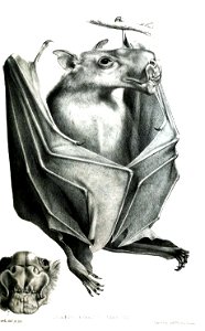 ZygaenocephalusLabrosusFord