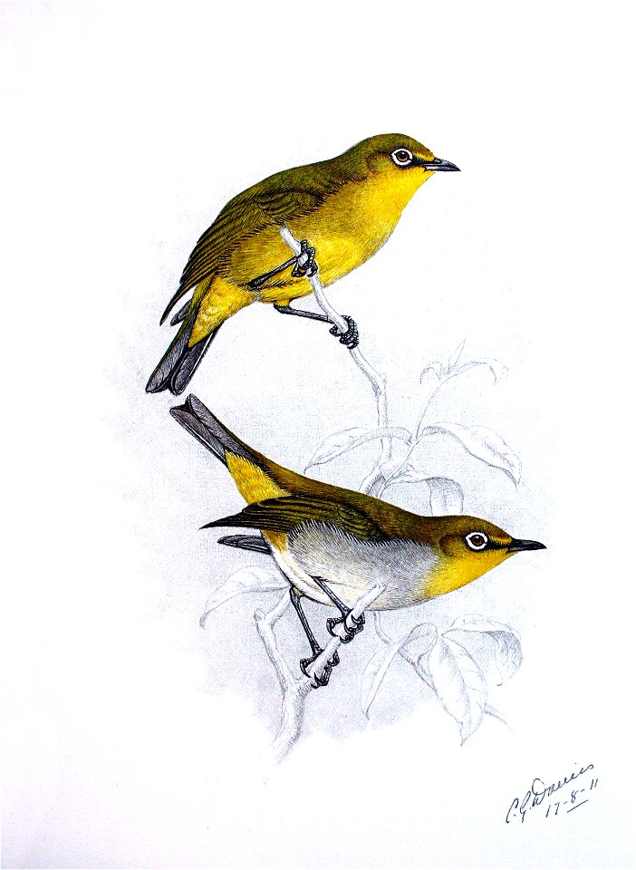 Zosterops pallidus00