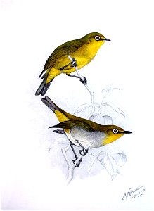 Zosterops pallidus00