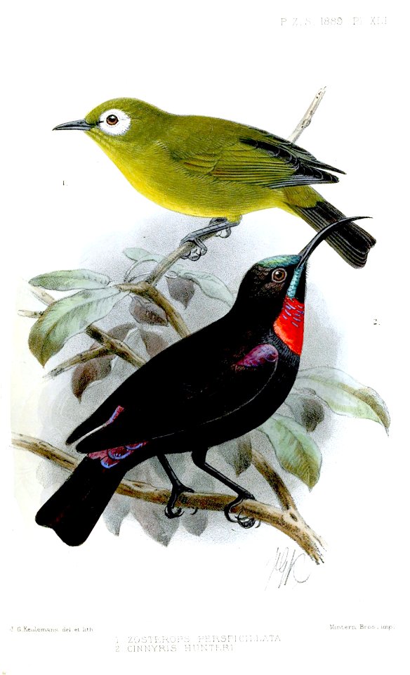 ZosteropsCinnyrisKeulemans