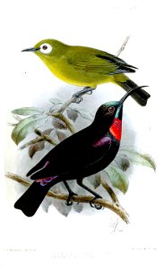 ZosteropsCinnyrisKeulemans