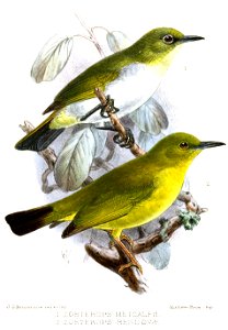 Zosterops2Keulemans